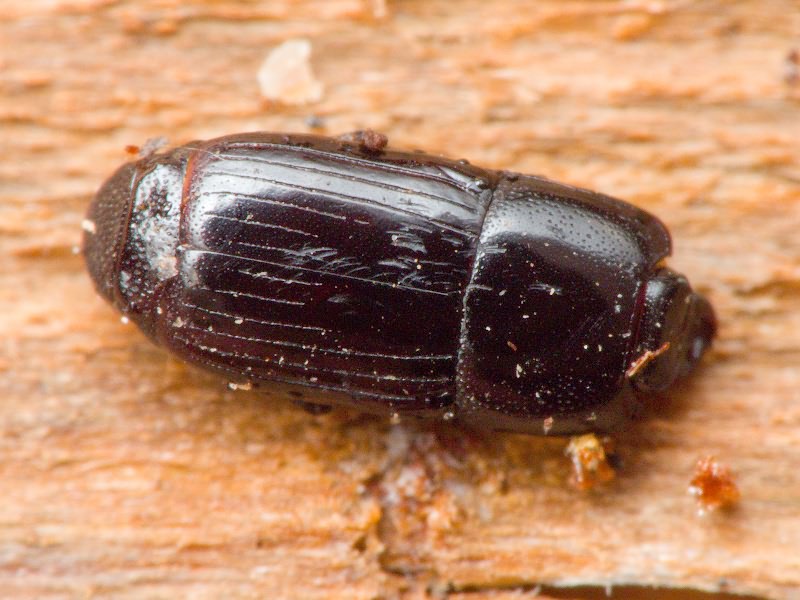 Cylister elongatus (Thunberg, 1787)